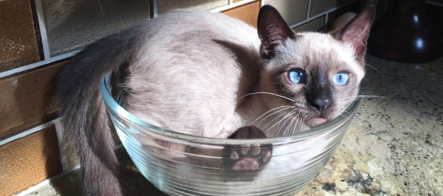weird stuff cats do cat in glass bowl