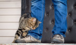 Tiger cat rubbing against a person's legs