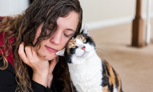 Calico cat rubbing against a woman's cheek