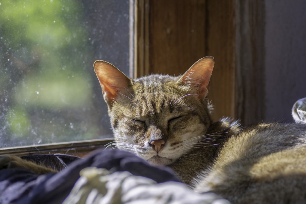 Cat sleeping in sun on window.