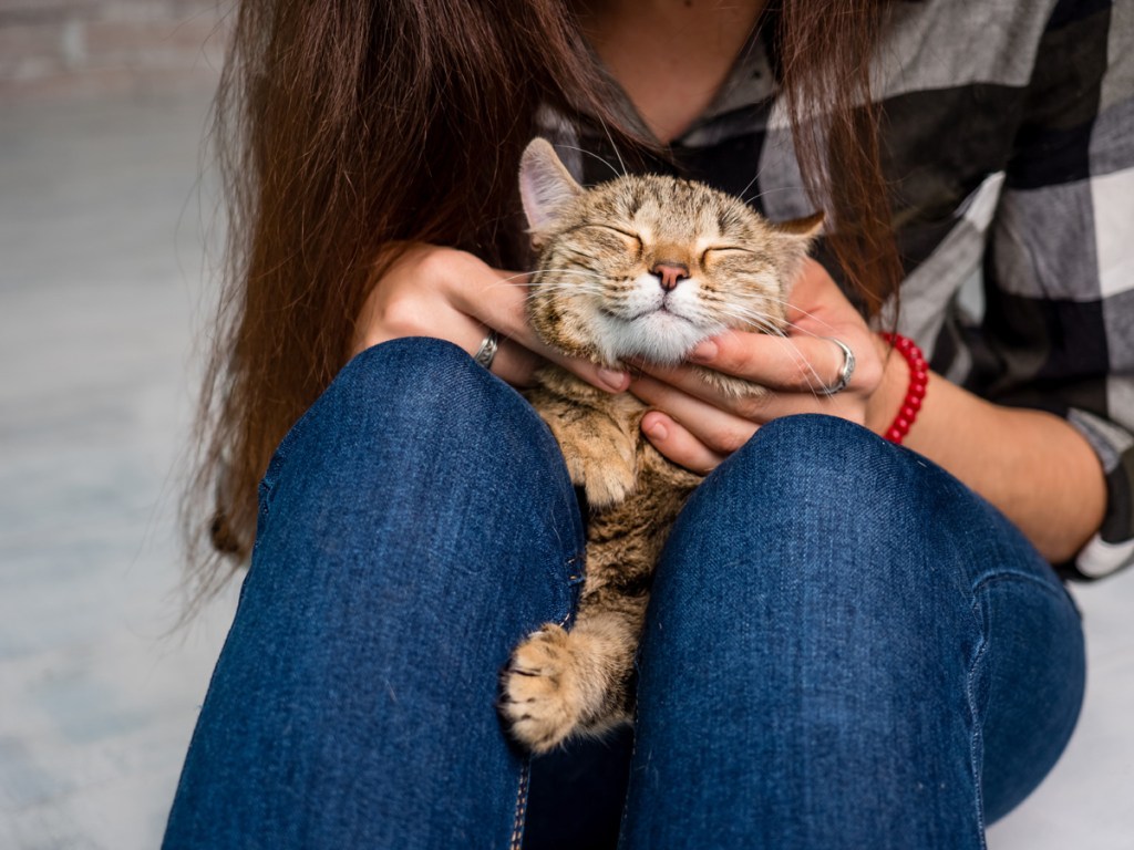 Cat sleeping on woman's lap.