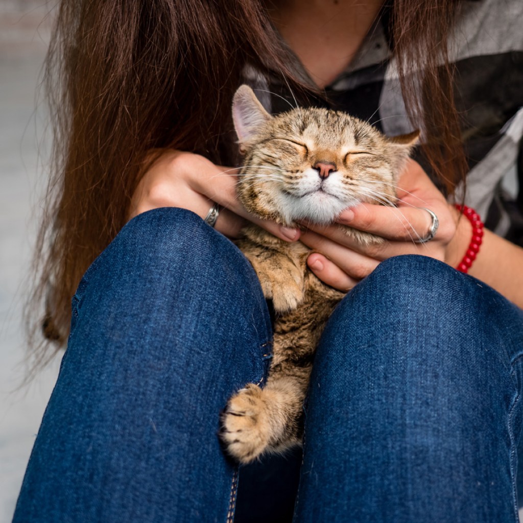 Cat sleeping on woman's lap.