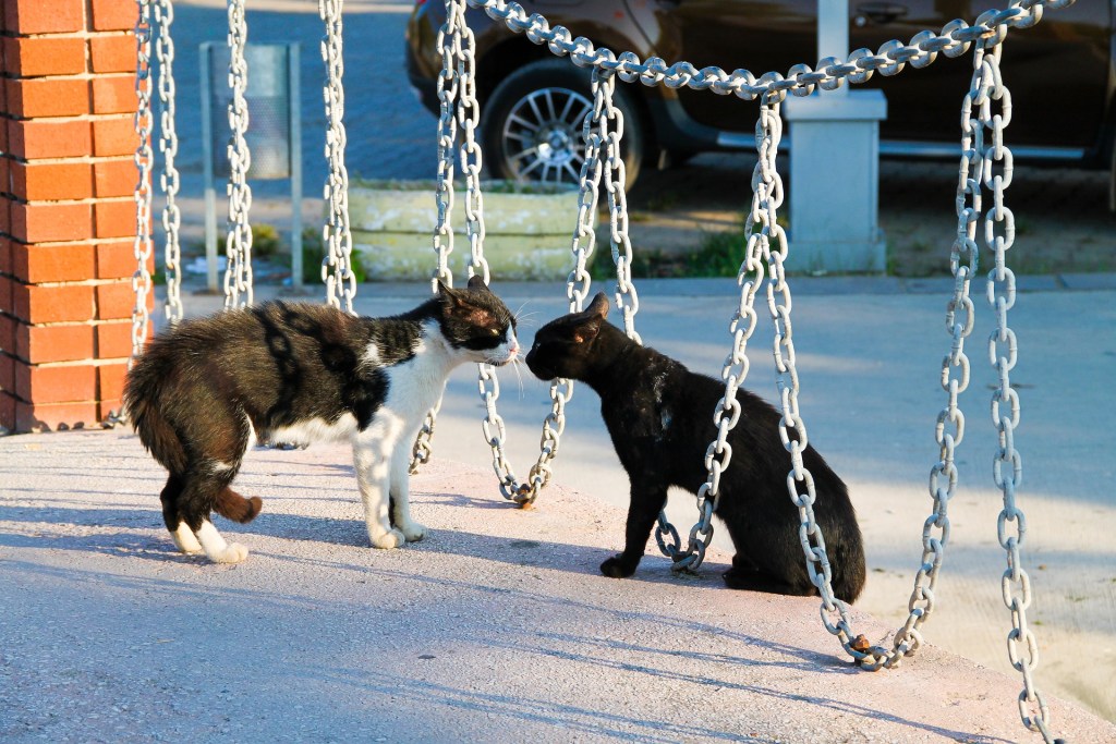 Two cats touching noses outdoors