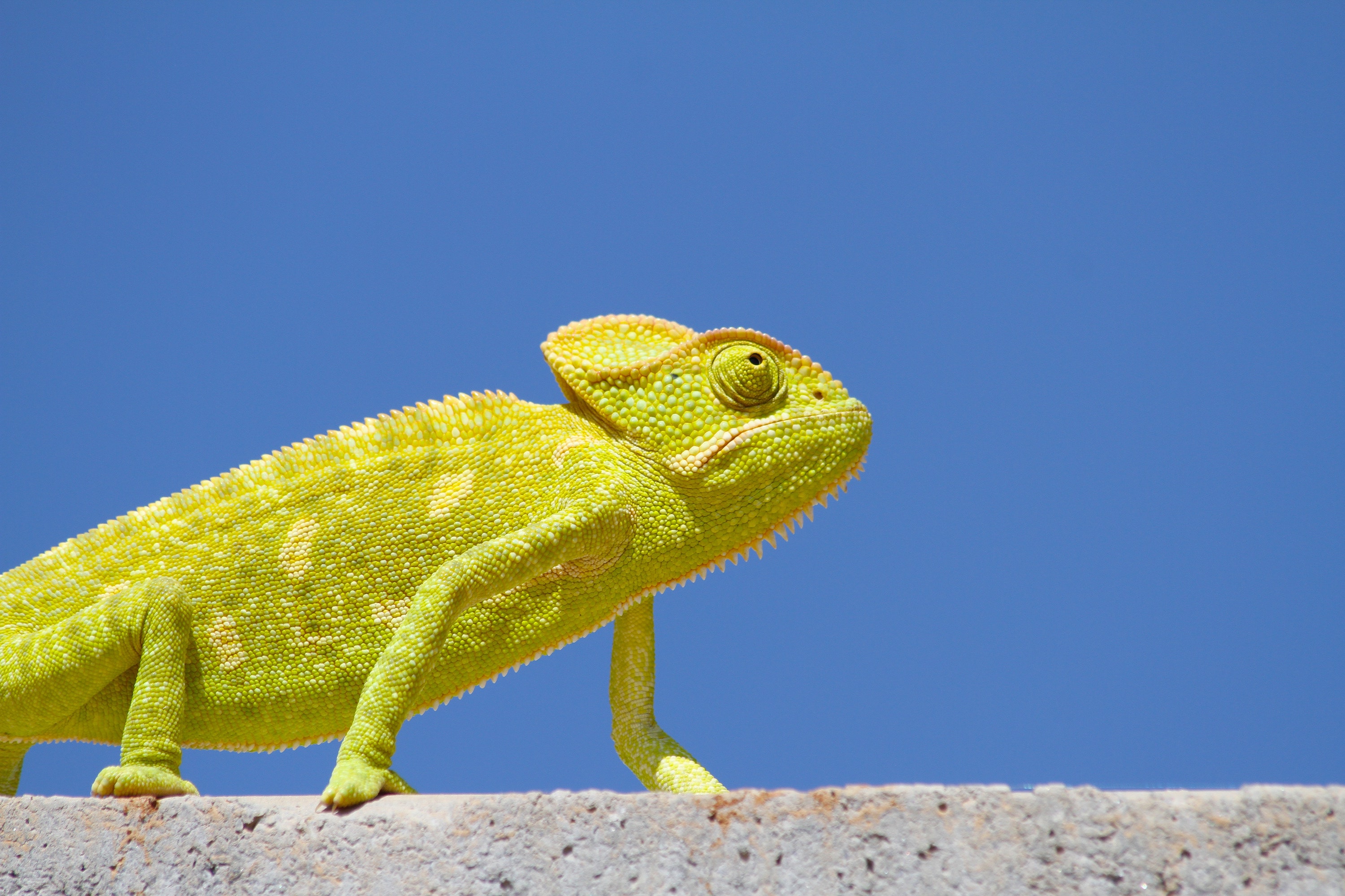 Chameleonas eina per sieną mėlyname danguje