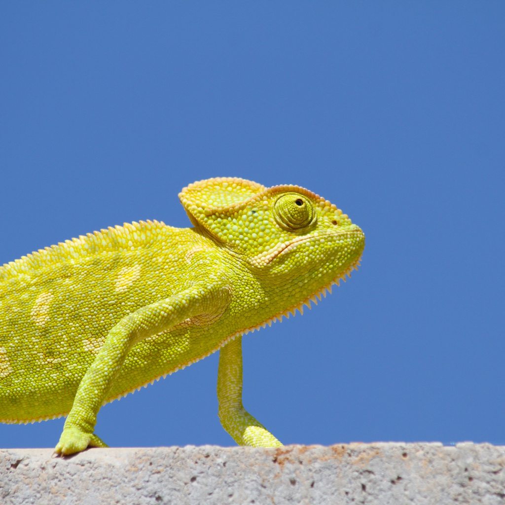Chameleon walks across a wall against a blue sky