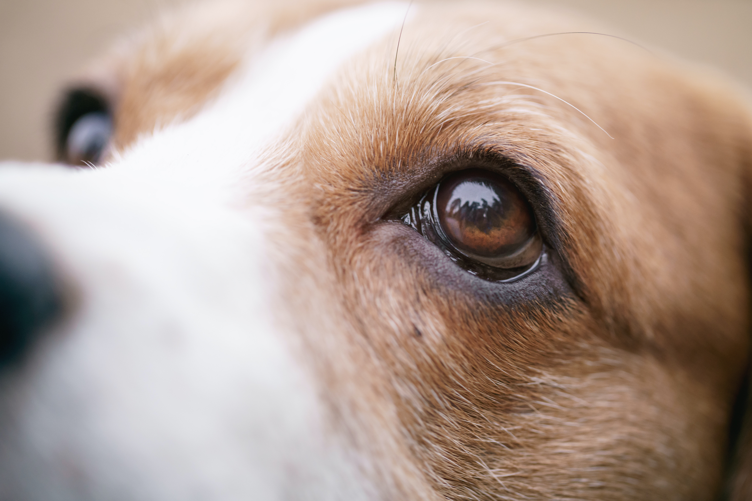 A closeup portrait of a beagle's brown eyes