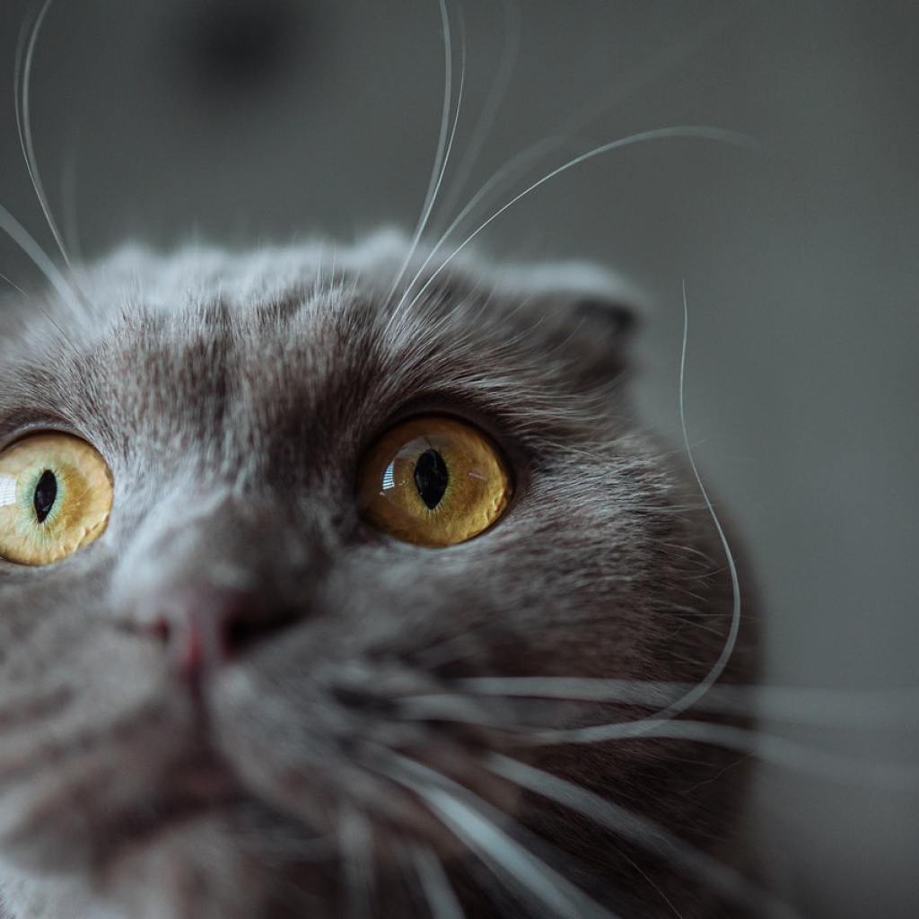 A close-up of a gray cat's whiskers