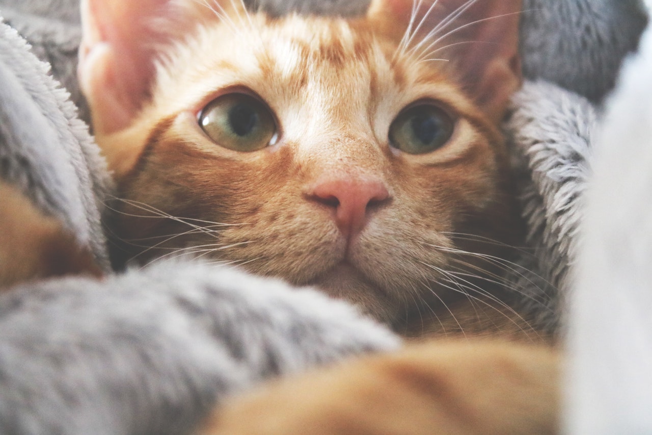 Pilkoje antklodėje įsitaisiusio oranžinio tabby stambiu planu.