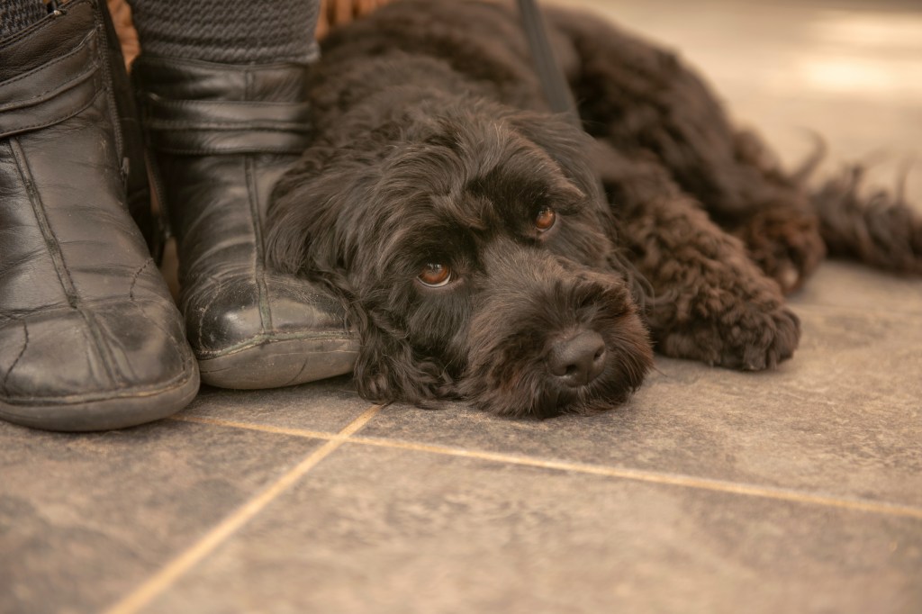 Cockapoo šuniukas guli ant grindų šalia kažkieno kojų