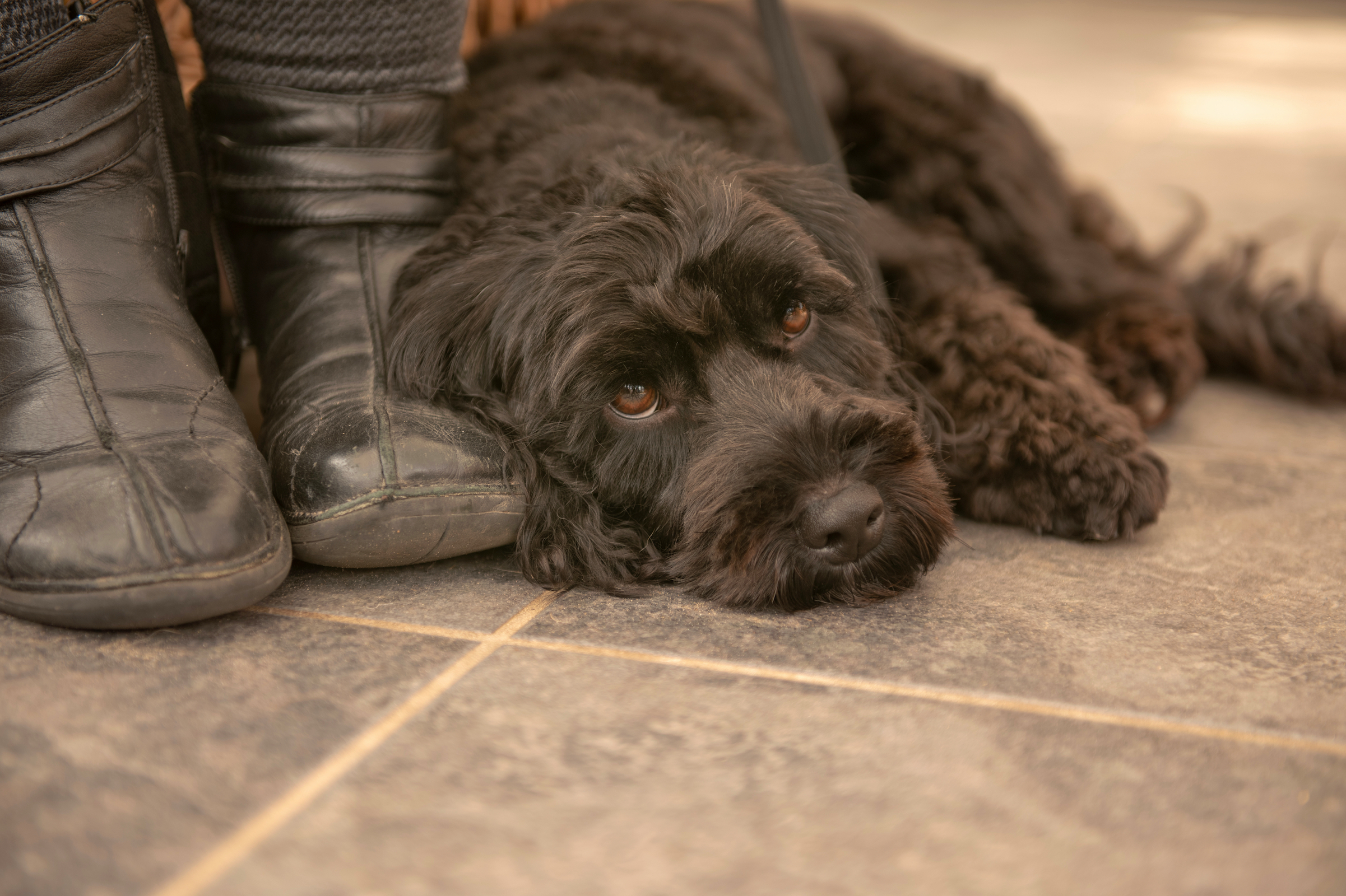 Cockapoo šuniukas guli ant grindų šalia kažkieno kojų
