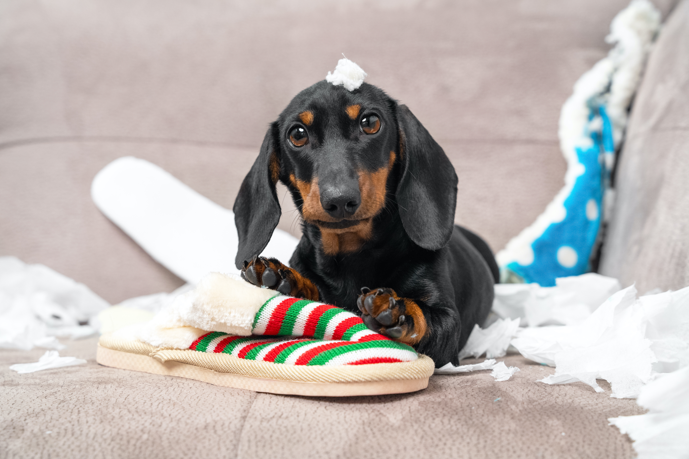 A Dachshund puppy sits near a torn up shoe and lots of loose stuffing