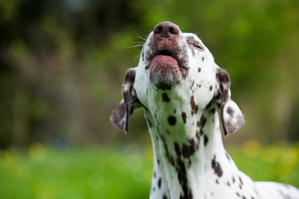 A Dalmatian howls outdoors