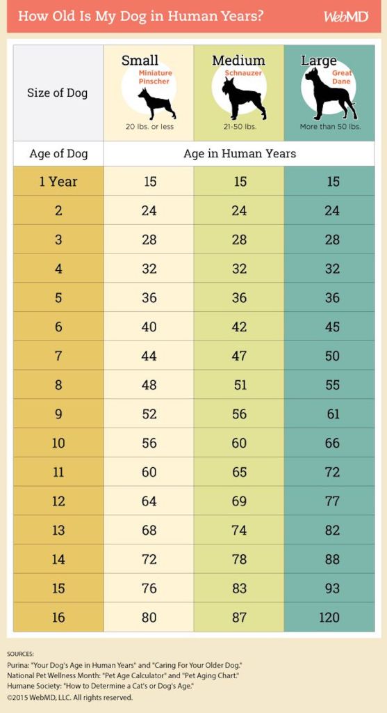 A chart comparing dog ages to human years