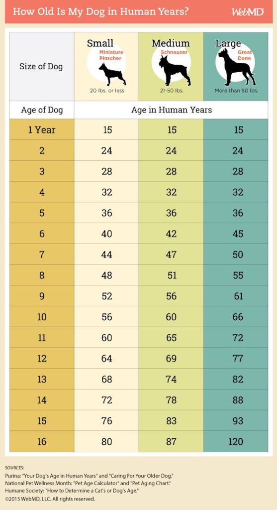 How old is 5 years old in dog years hotsell