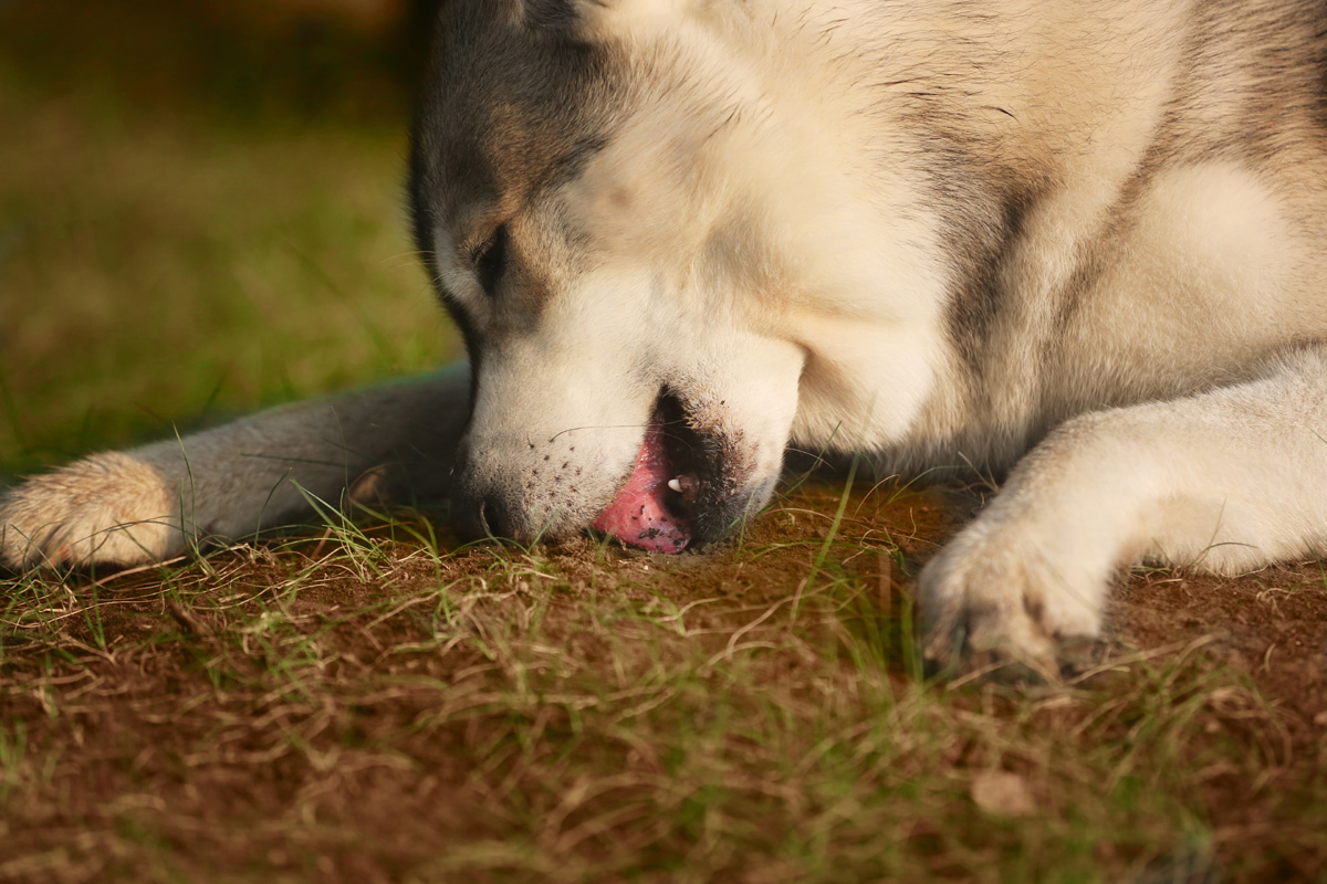  Why do dogs eat dirt? There may be a huge health issue, experts say