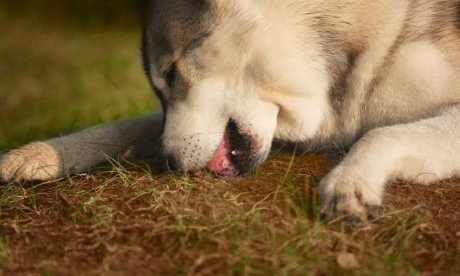 Dog eating dirt.