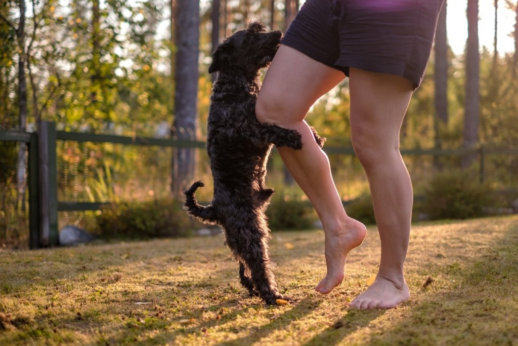 šuo, parke kupinas žmogaus kojos