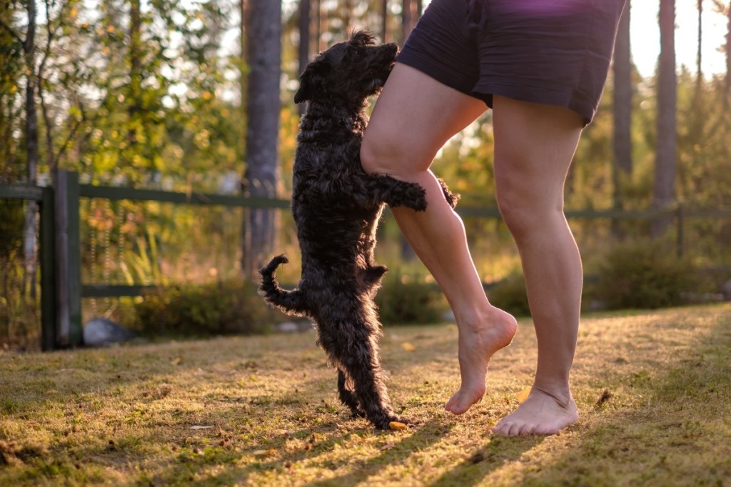 a dog humping a person's leg at a park