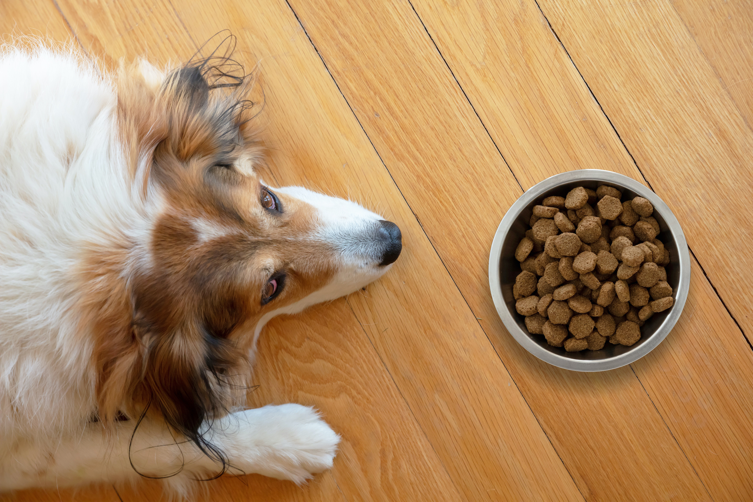 A dog lies on the floor next to a full food bowl