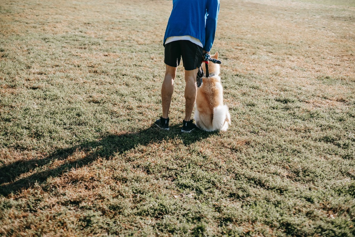 a dog sitting at the park