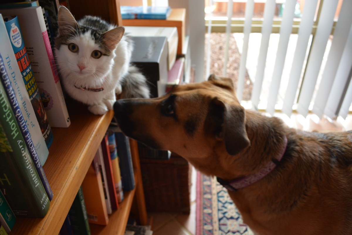 A dog sniffing a cat on a bookshelf