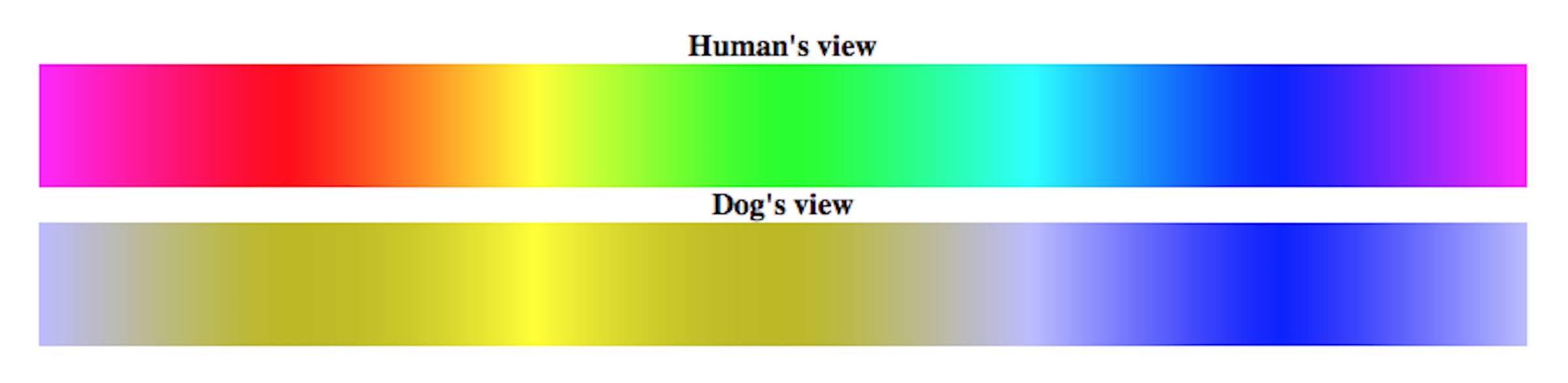Dog's visual spectrum compared side-by-side to that of a human's