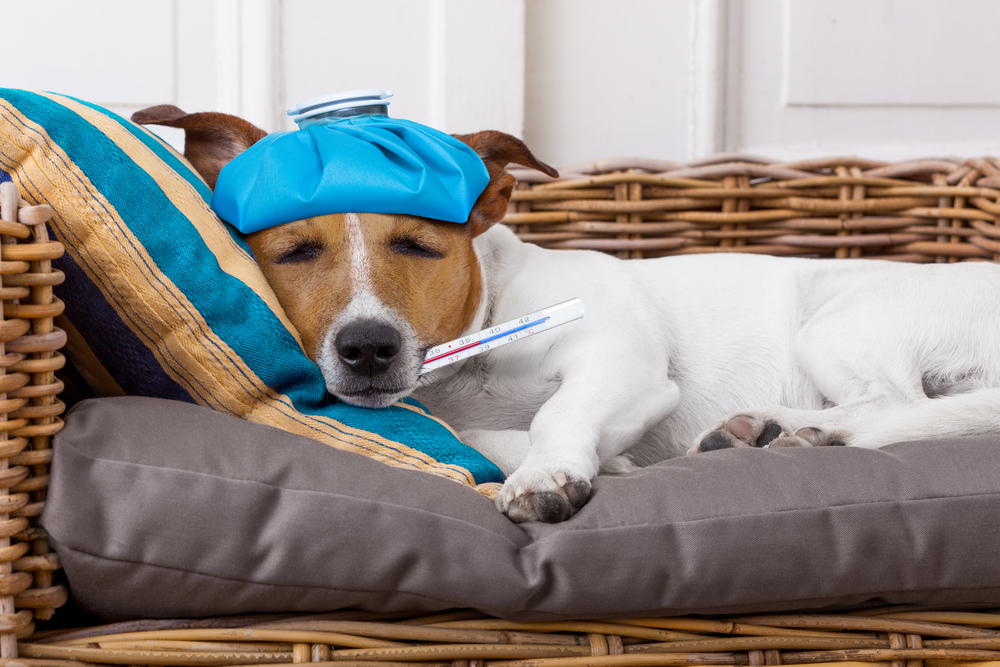 A dog sleeping in a bed with a water bottle on his head and a thermometer in his mouth.
