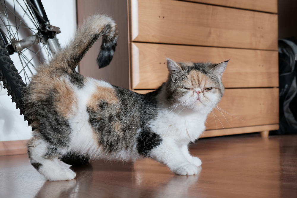 Cats' is undeniably creepy, and there's a psychological reason for it