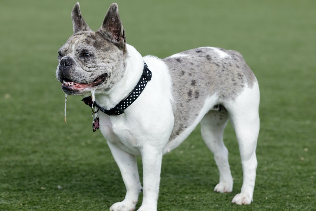 Prancūzų buldogas su seilėmis ant lūpų stovi ant žolės