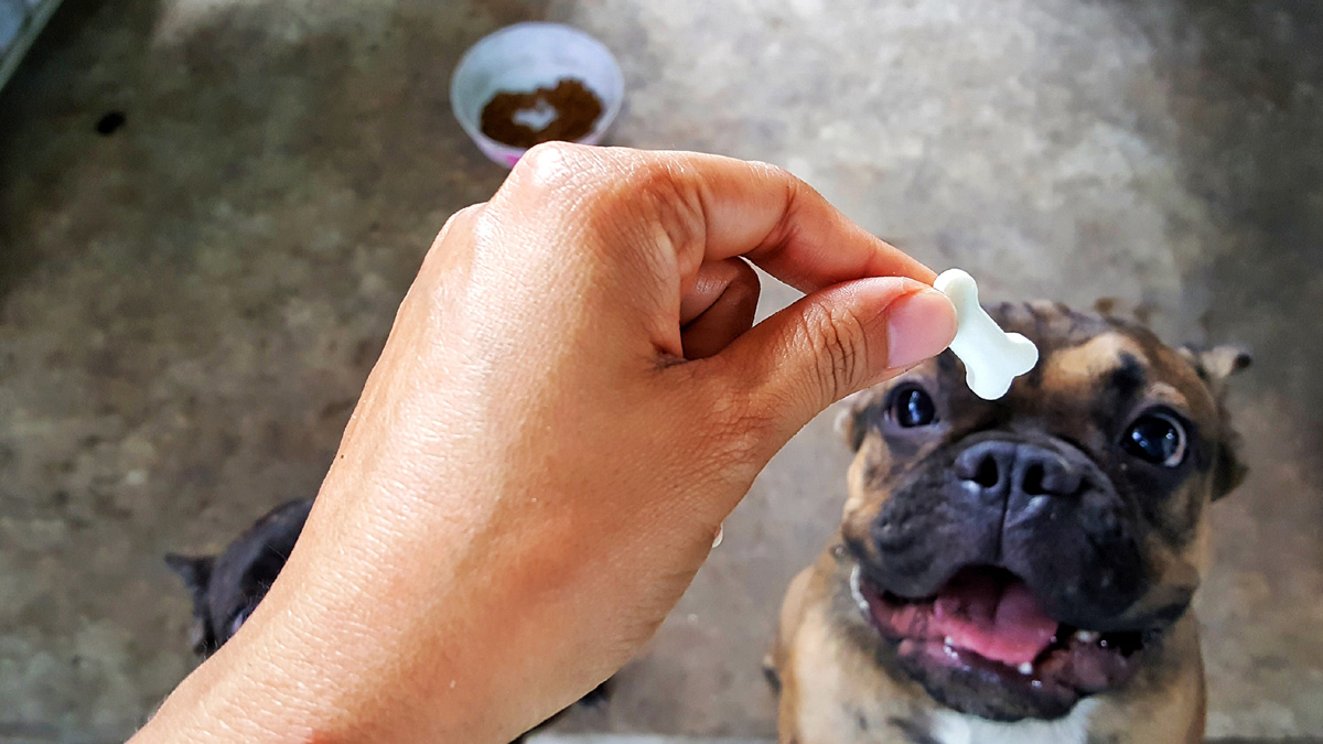 French bulldog looking at treat.