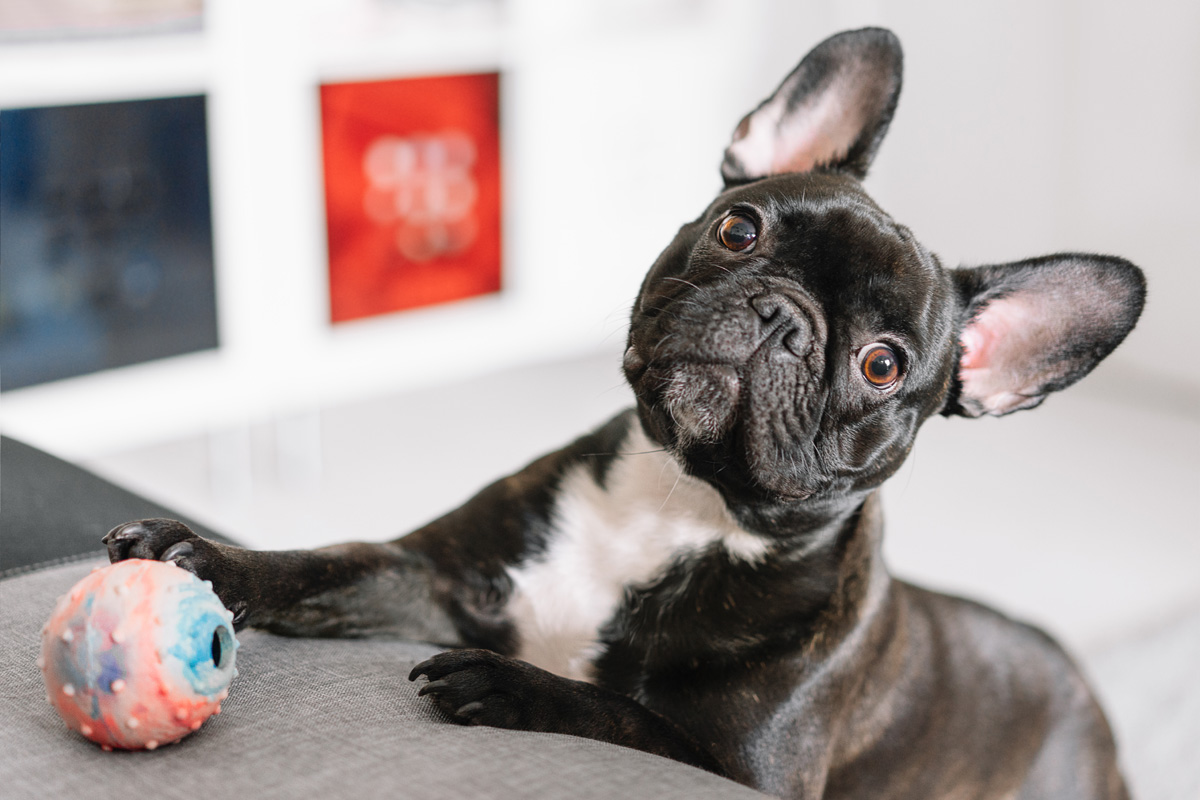 French bulldog playing with a ball.
