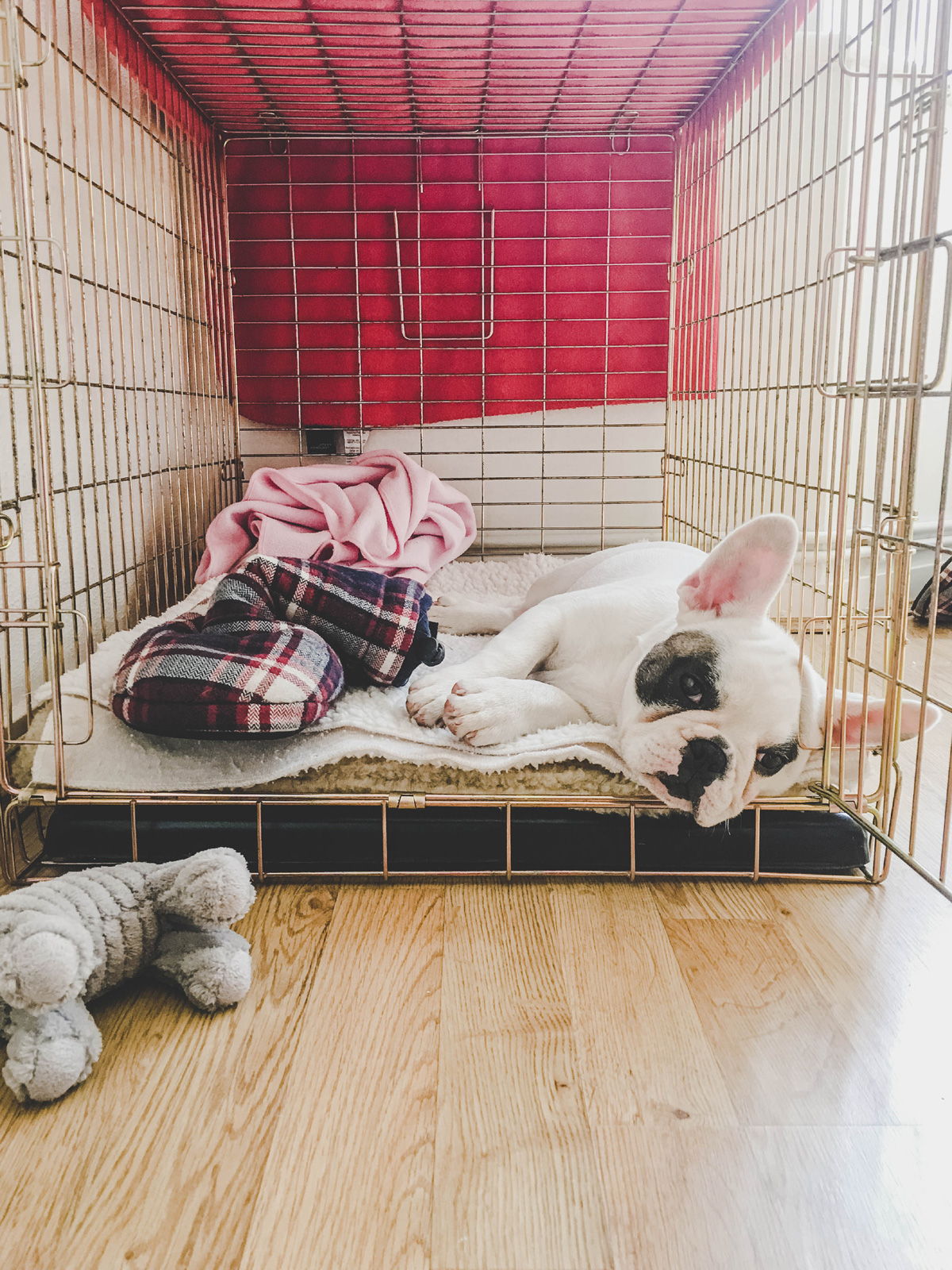 French bulldog relaxing in a crate.
