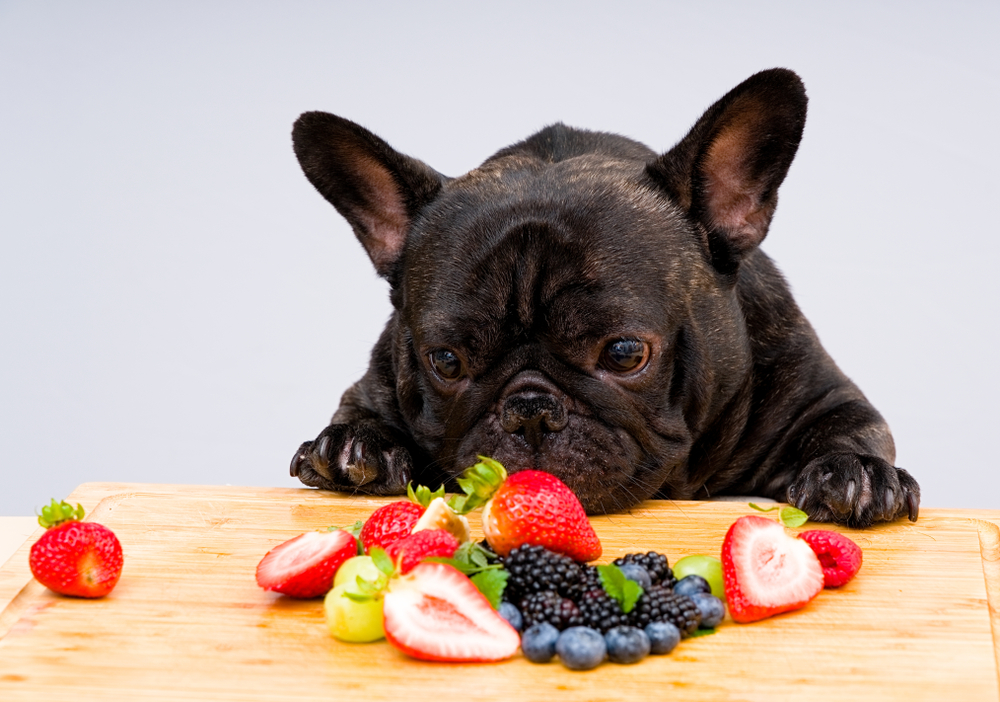 A French bulldog sniffing at a tray of fruit