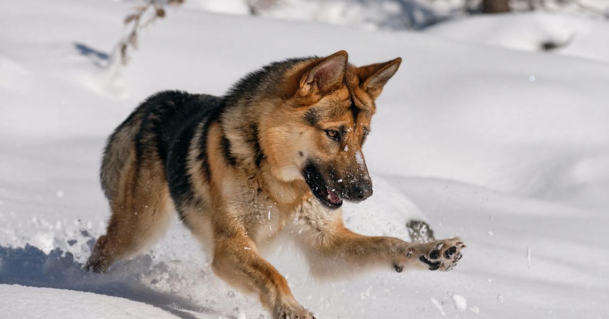 Protingiausios šunų veislės: ar jūsų yra tokia protinga, kaip manote?