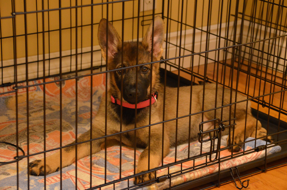 A German shepherd puppy lying in a crate