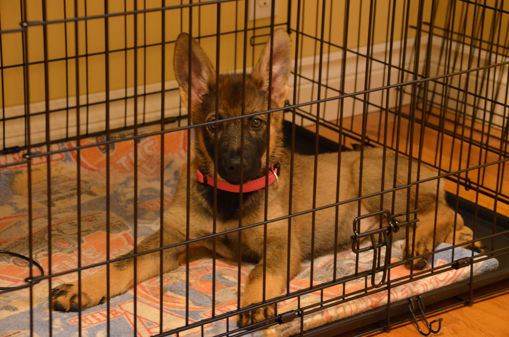 A German Shepherd puppy lying in a crate