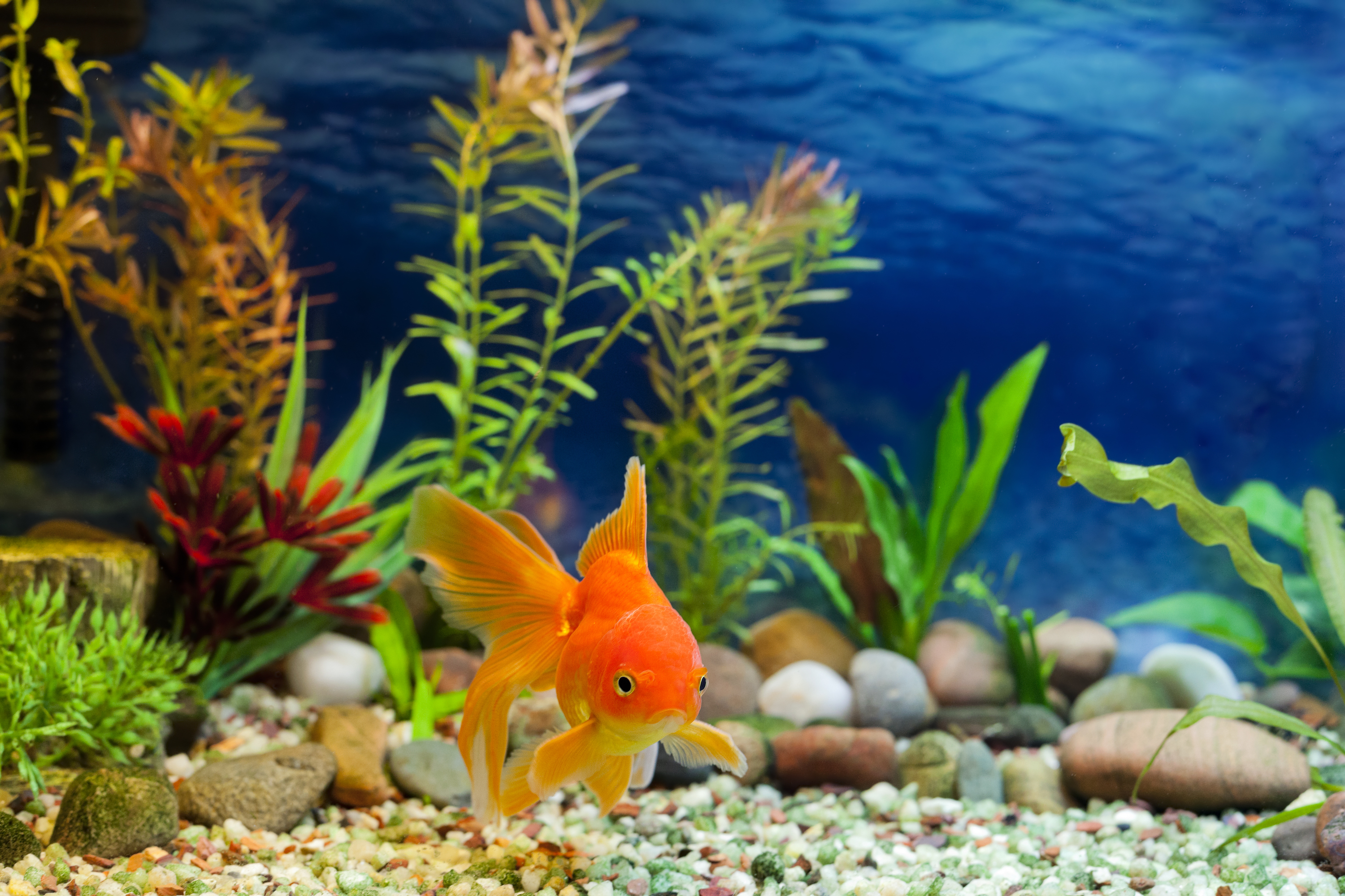 Gold fish looks at camera from his aquarium