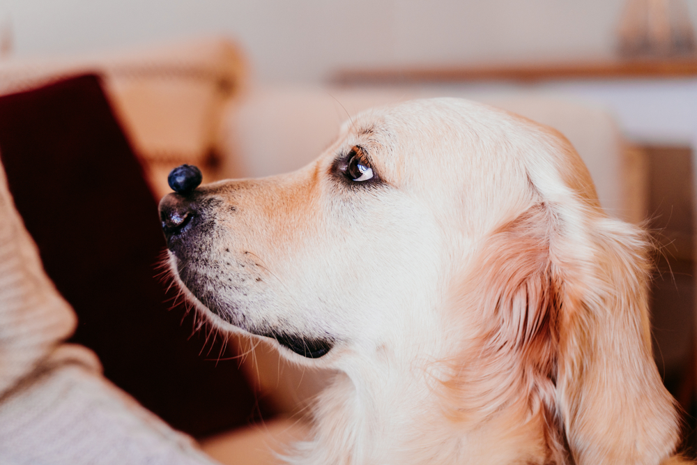 A golden retriever balancing a blueberry on his nose