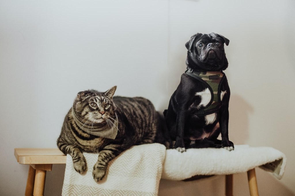 pilka katė ir juodas mopsas, sėdintys ant patalpų suoliuko