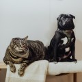 a gray cat and a black pug sitting on an indoor bench