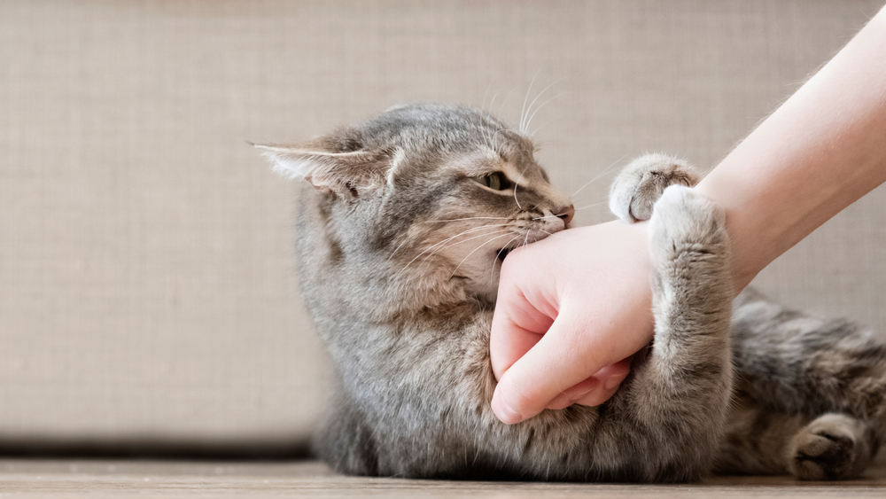 Here's Why Your Cat Randomly Bites You When Being Pet PawTracks