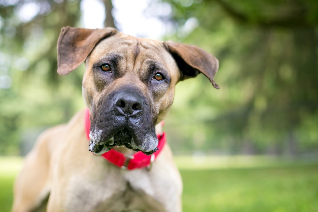Į kamerą žiūri dogo dogo šuniukas su seilėmis ant lūpų