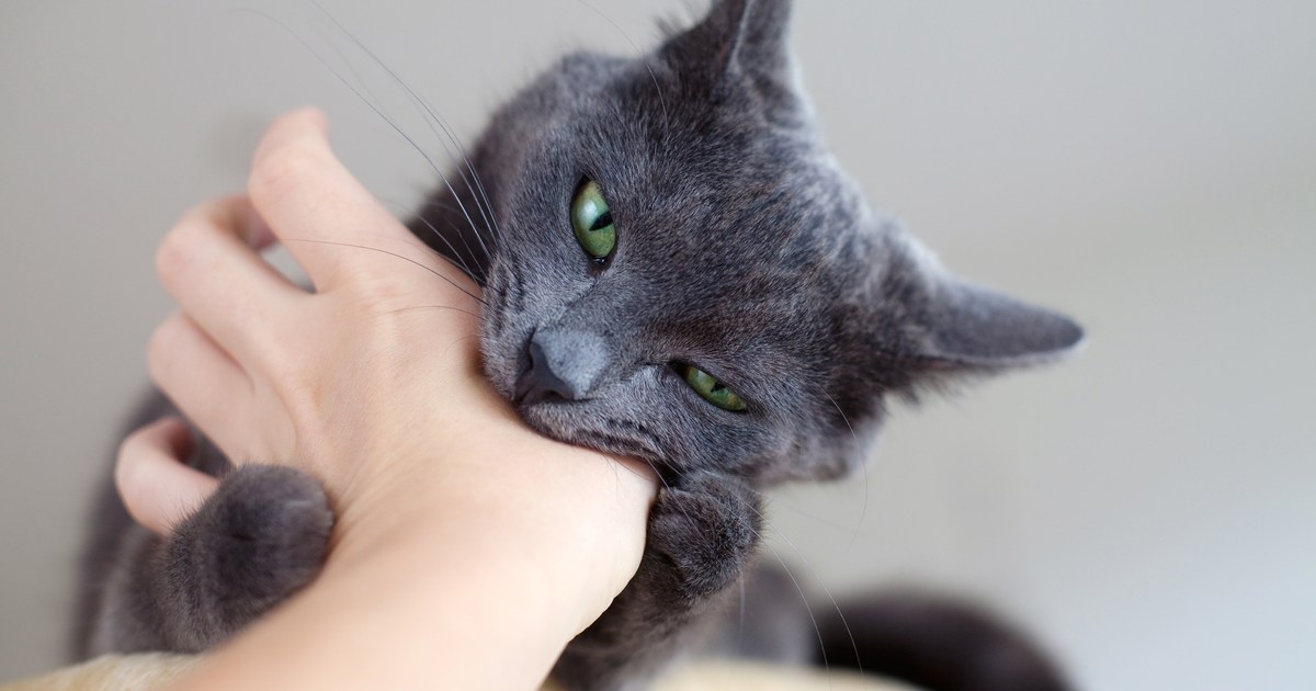 Kodėl jūsų katė jus atsitiktinai įkando