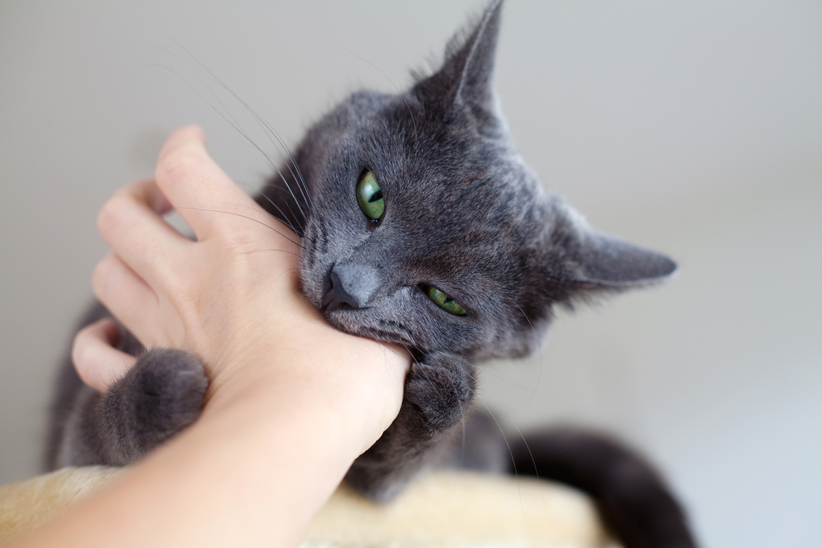 Gray cat biting a person's hand