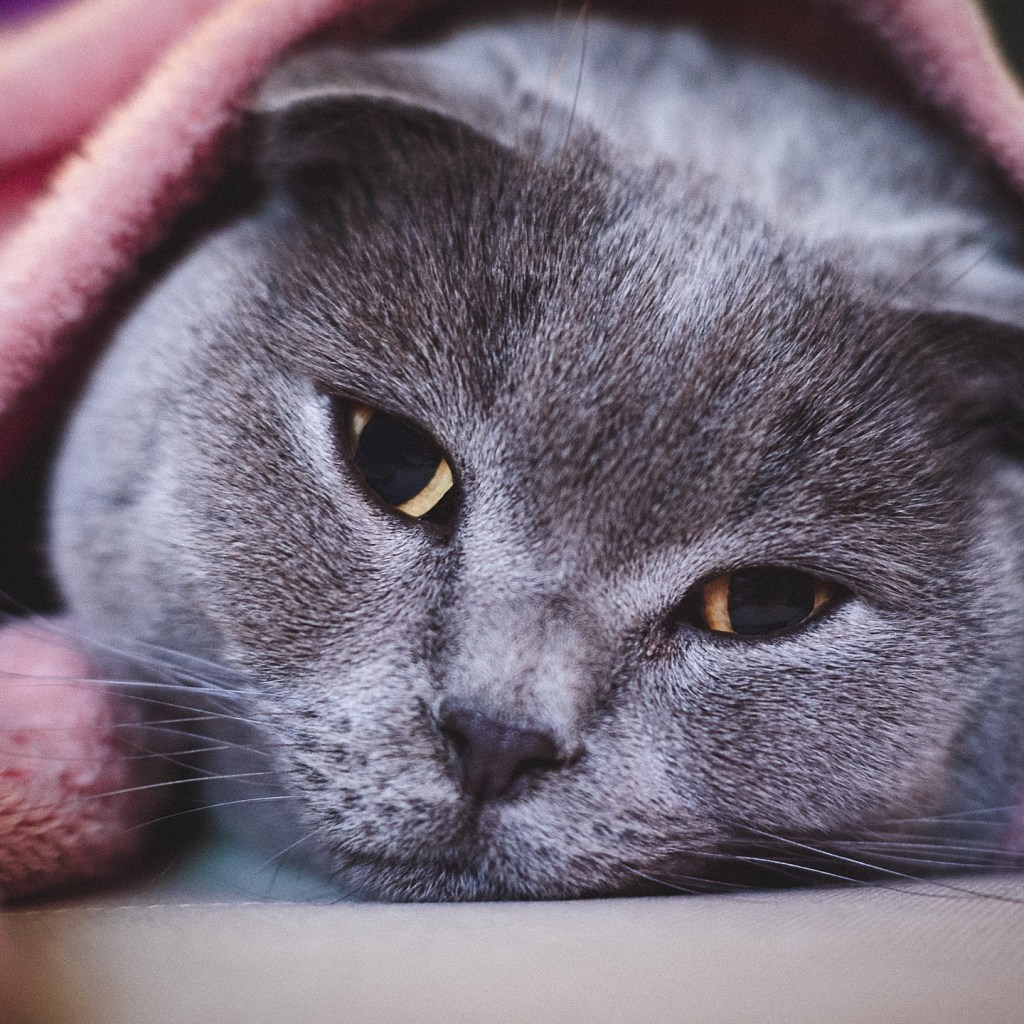 Grey cat lying underneath a pink blanket