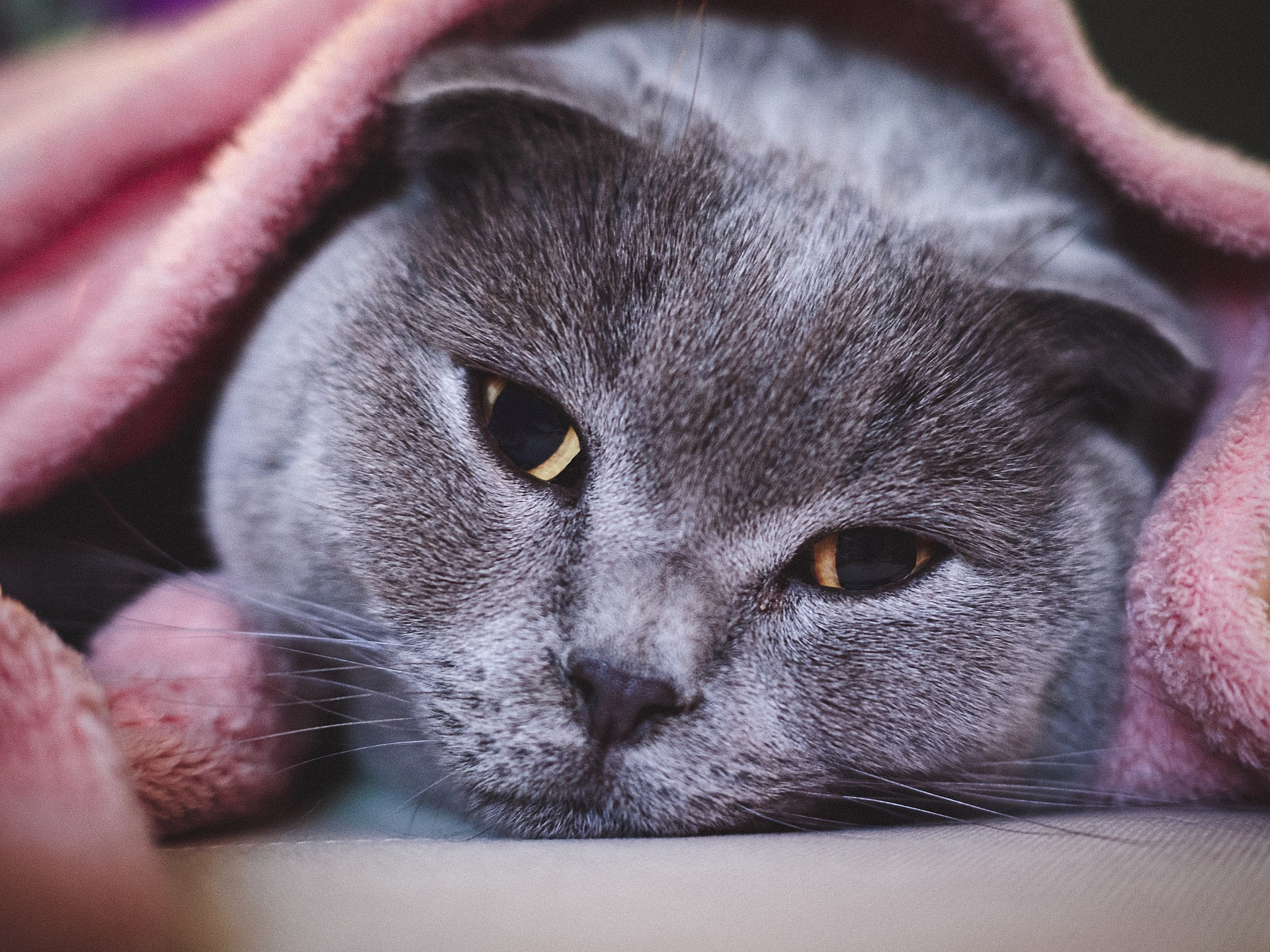 Grey cat lying underneath a pink blanket