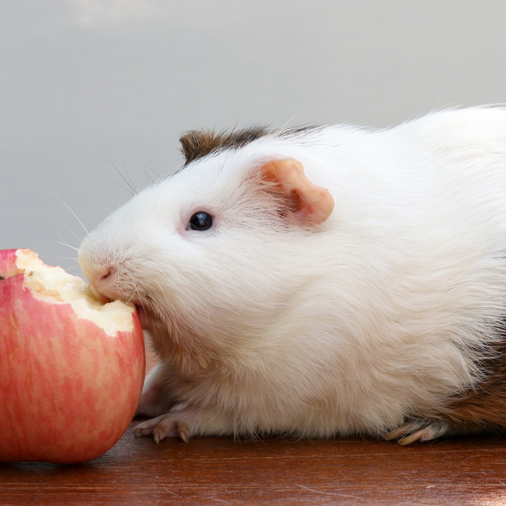 Guinea pig eats an apple