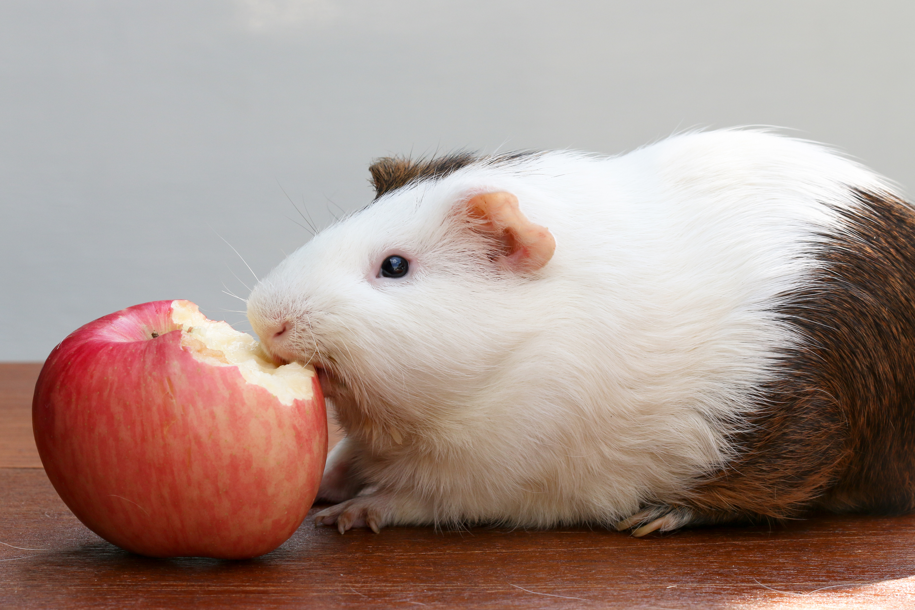 Guinea pig eats an apple