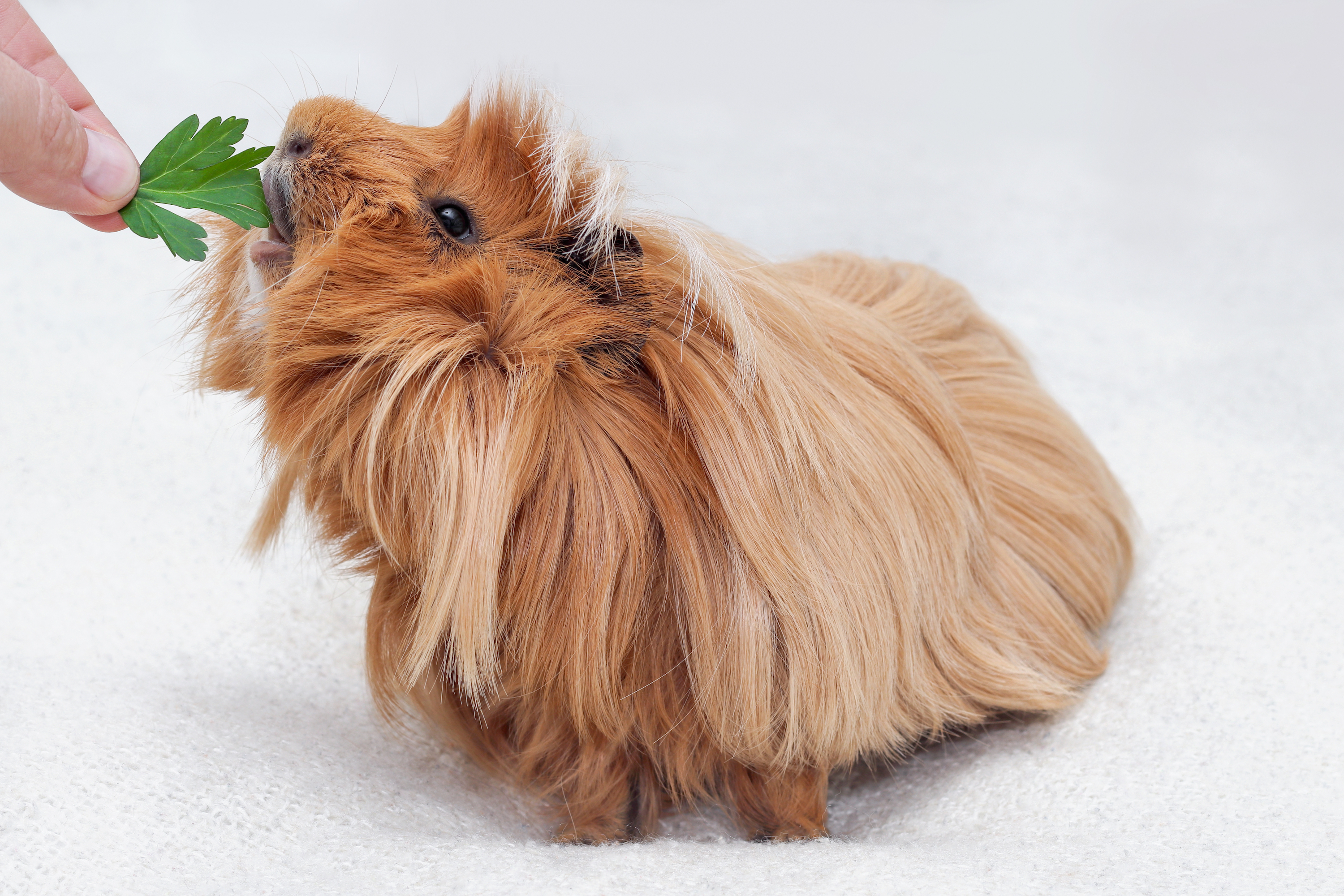 Guinea pig is fed parsley leaf