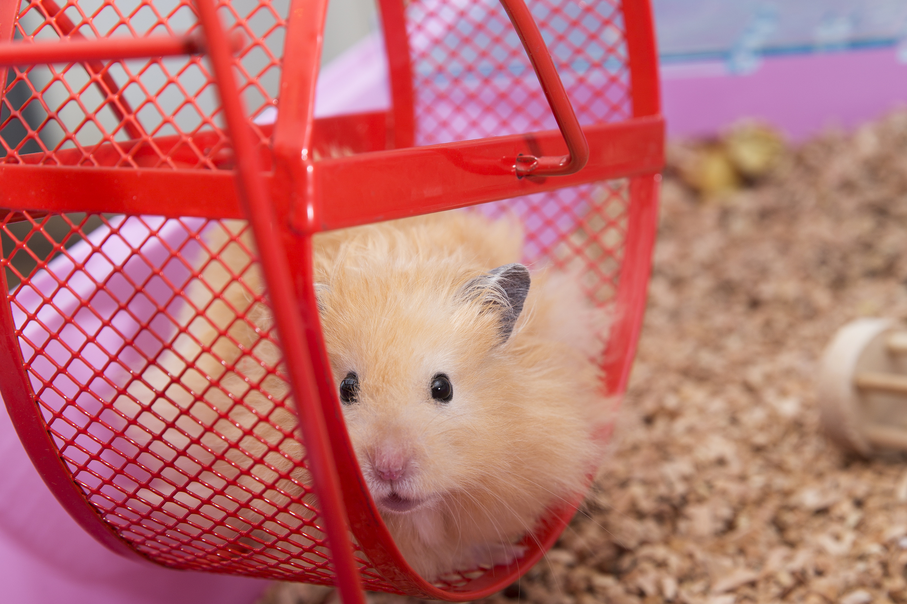 Hamster peeks sweetly out of her wheel